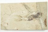 Cretaceous Fossil Squid with Tentacles & Ink Sac - Pos/Neg #201349-2